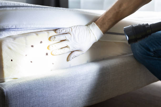 Best Affordable Pest Control Services  in Harbor Isle, NY