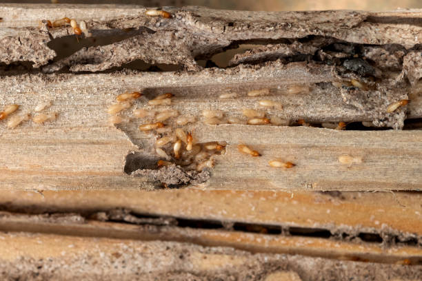 Best Ant Control Services  in Harbor Isle, NY